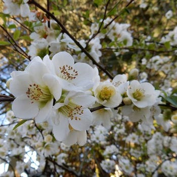 Chaenomeles Nivalis - Japanese quince
