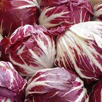 Radicchio - seed