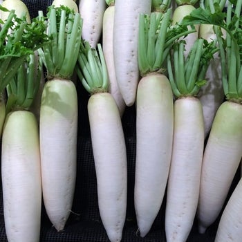 Oriental radish, daikon - seed