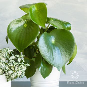 peperomia polybotrya Raindrop