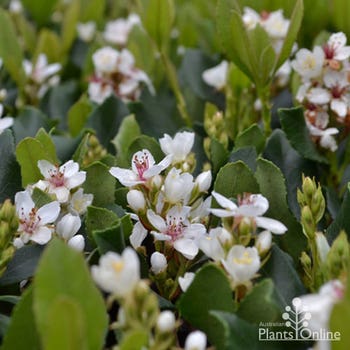 Rhaphiolepis Snow Maiden (Indian hawthorn)