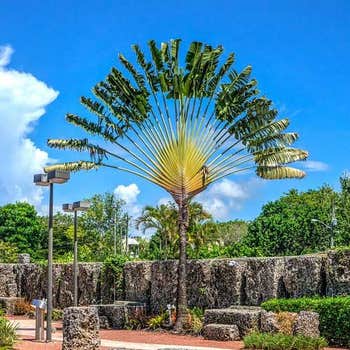 traveller's palm Ravenala
