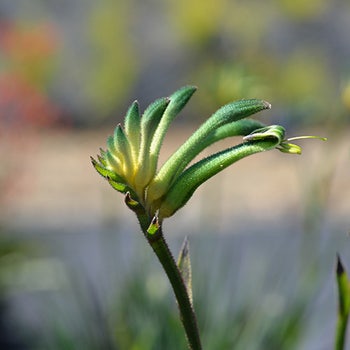Anigozanthos Aussie Spirit - kangaroo paw