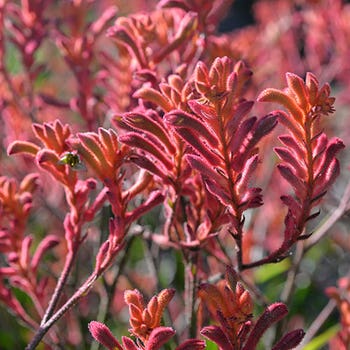 Anigozanthos Bush Coral - kangaroo paw