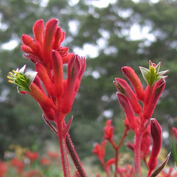 Anigozanthos Bush Inferno - kangaroo paw