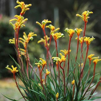 Anigozanthos Bush Tenacity - kangaroo paw