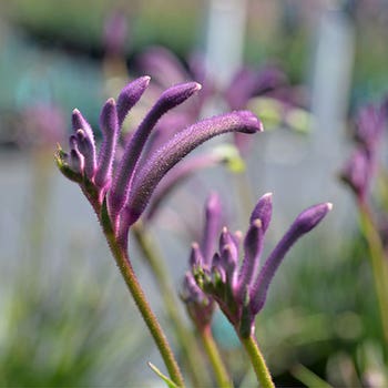 Anigozanthos Carnivale - kangaroo paw