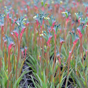 Anigozanthos Fireworks - kangaroo paw
