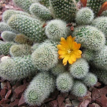 Rebutia fabrisii aureiflora - rebutia cactus