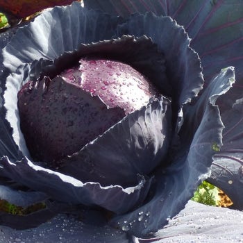 red cabbage seeds