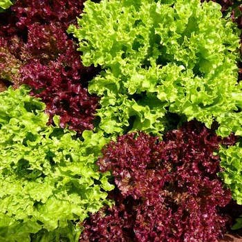 Lettuce Red & Green Mix - seed