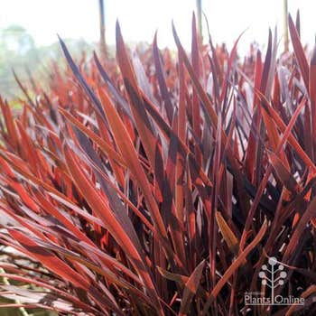 Cordyline Red Sensation young plants
