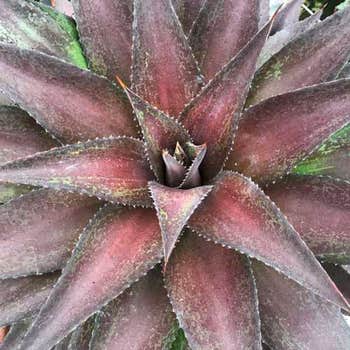 Mangave Red Wing - succulent