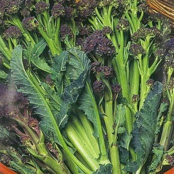 Broccoli Red Arrow - seed