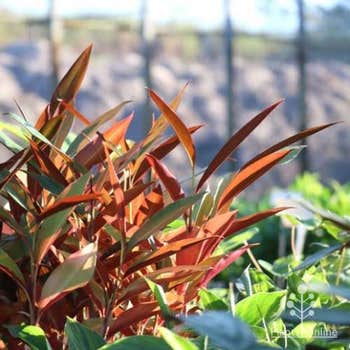 Alpinia native redback ginger backlit in sunshine