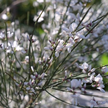 Genista monosperma - weeping bridal veil
