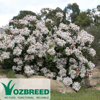 Rhaphiolepis Cosmic White flowering