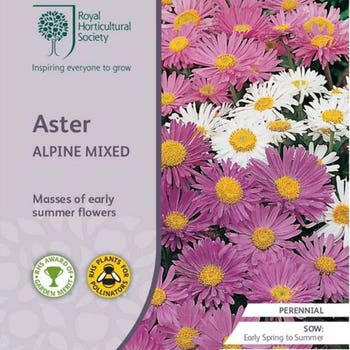 Aster Alpine mix - seed