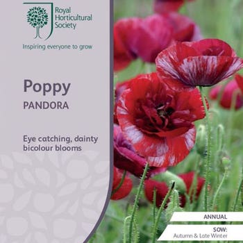 Poppy Pandora - seed