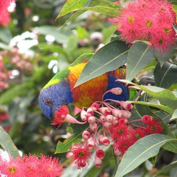 rosella in flowering gum