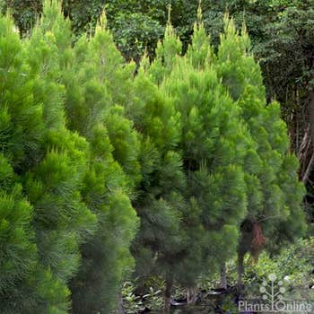 Daintree pine - Gymnostoma