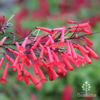 Russelia Ruby Falls, firecracker plant flowers