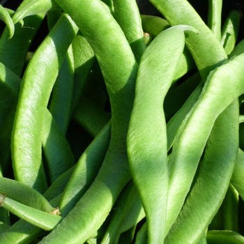 Bean Scarlet Runner - seed