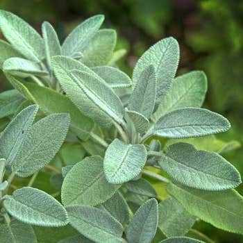 Sage - seed