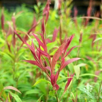 Callistemon salignus - willow bottlebrush pink tips