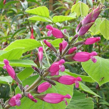 Salvia Mulberry Jam - roseleaf sage