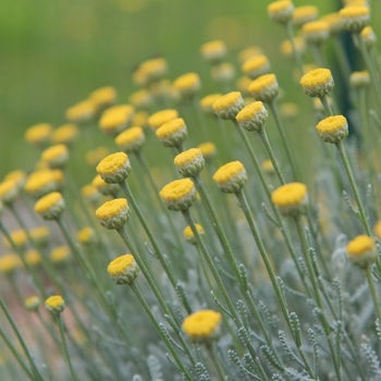 santolina flowers