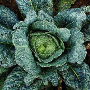 Cabbage Savoy - seed