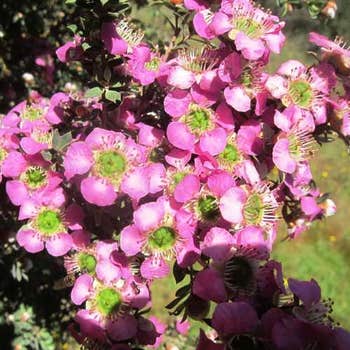 Leptospermum Seclusion - tea tree