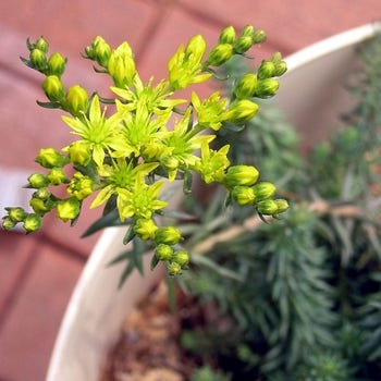 Sedum blue feather flowering