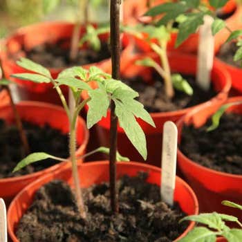 Tomato Moneymaker organic - seed