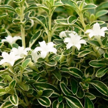 Serissa Snow Leaves flowers