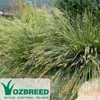 Lomandra Shara™ in flower