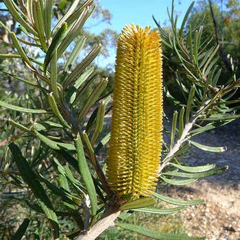 Banksia marginata - silver banksia