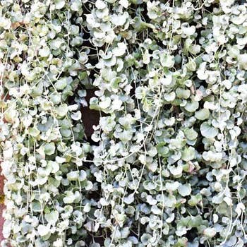 Dichondra Silver falls as a pot topping