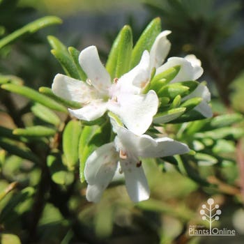 Westringia Silver Lining flower