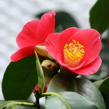 Camellia japonica Unryu - zigzag camellia