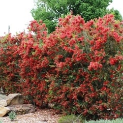 Slim bottlebrush