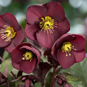 Hellebore Ice n Roses Merlot