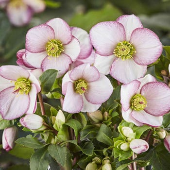 Hellebore Ice n Roses Picotee