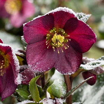 Hellebore Ice Breaker Ruby