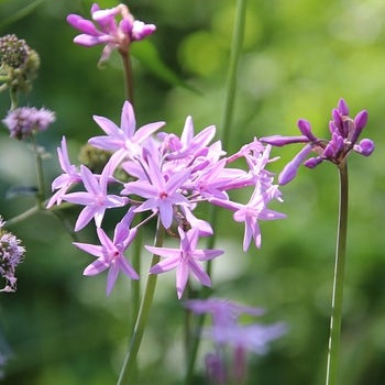 society garlic flower cluster