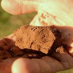 clay soil
