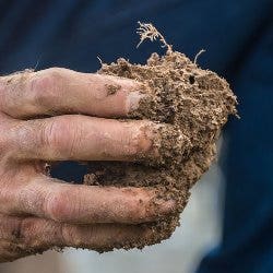 wet soil