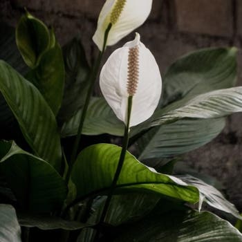 Spathiphyllum Sensation - peace lily