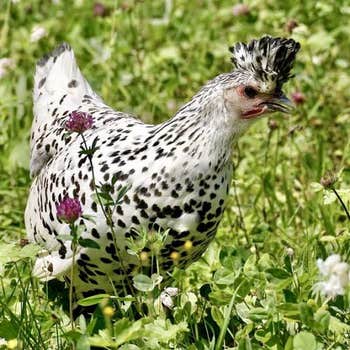 chook forage seed